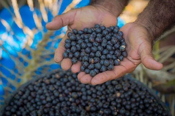 Authentic Premium Organic Acai