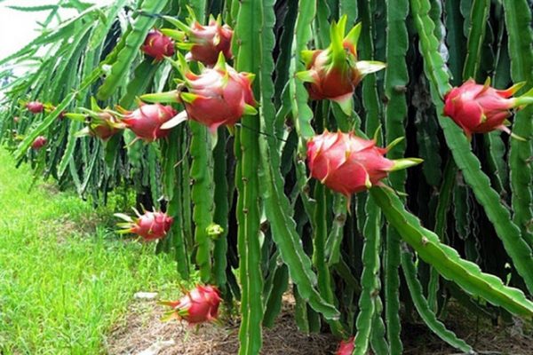 organic pitaya farm