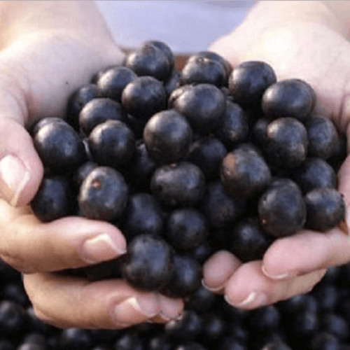 Organic Acai berries Wholesale