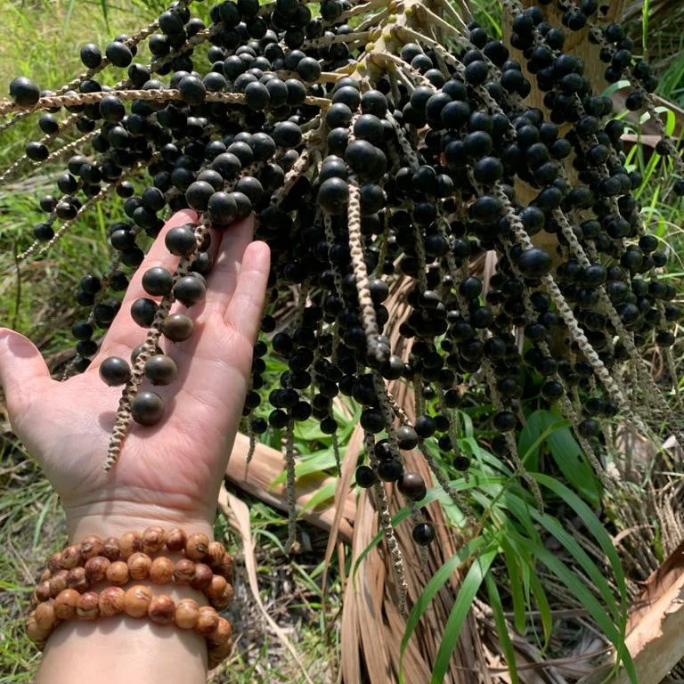 Sustainable Acai Harvesting