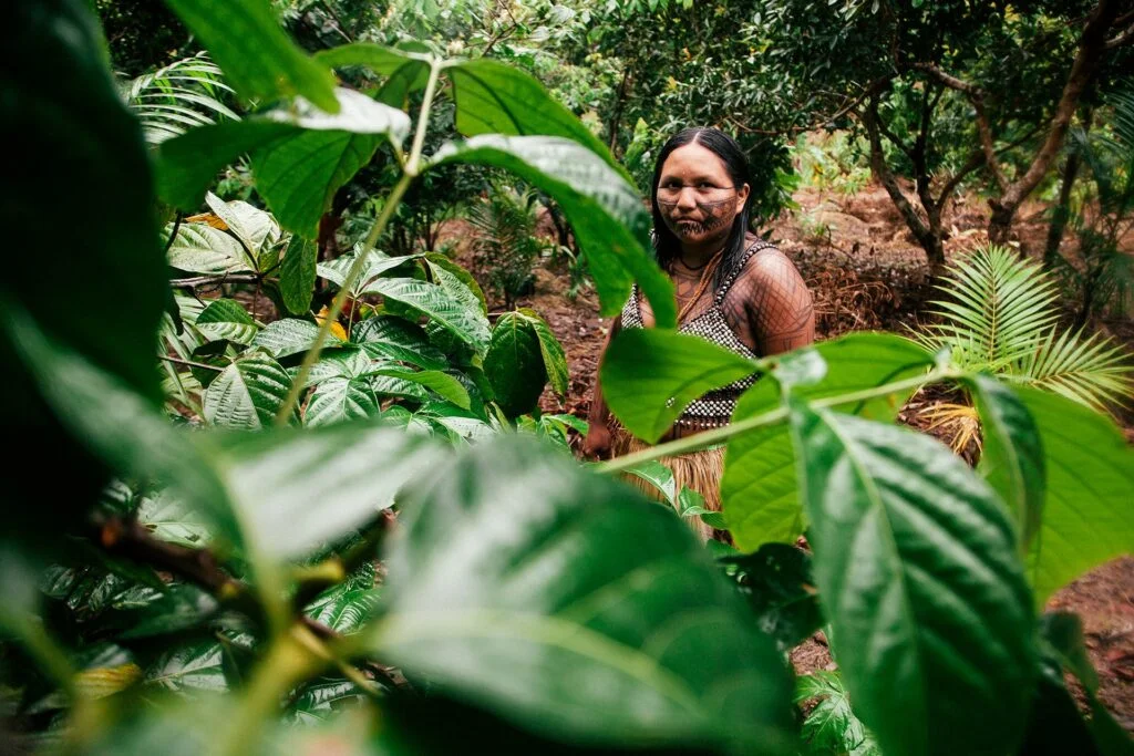 amazon rain forest and sustainability