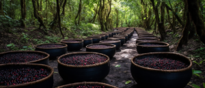 Acai Farming in Rainforest