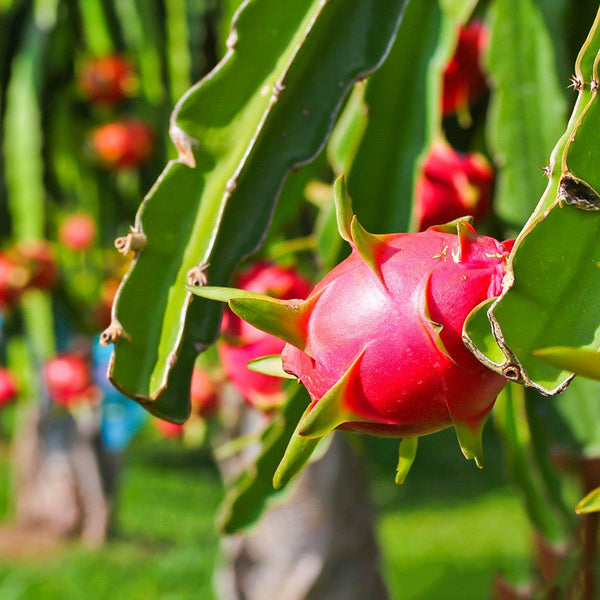 Dragon Fruit Plant