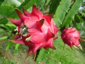 Pitaya Dragon Fruit