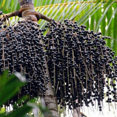 What Is Acai