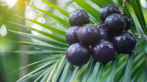 Acai Berry Extract Market