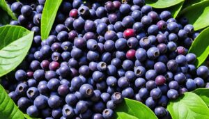 Bulk Acai Wholesale