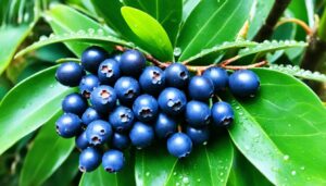 acai antioxidant properties