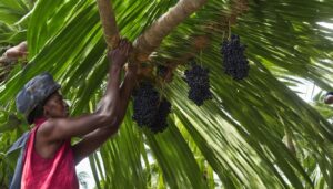 acai popularity impact
